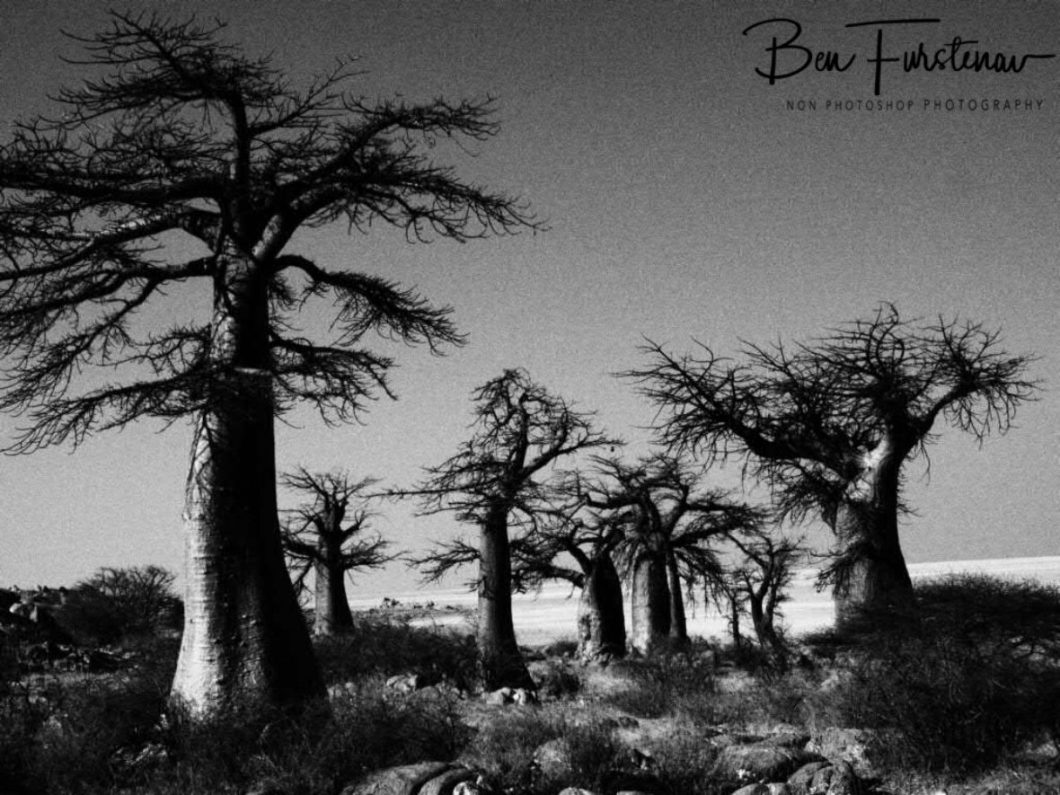 ‘Allee de Baobab’ on Kubu Island, Makgadikgadi Salt Pans, Botswana