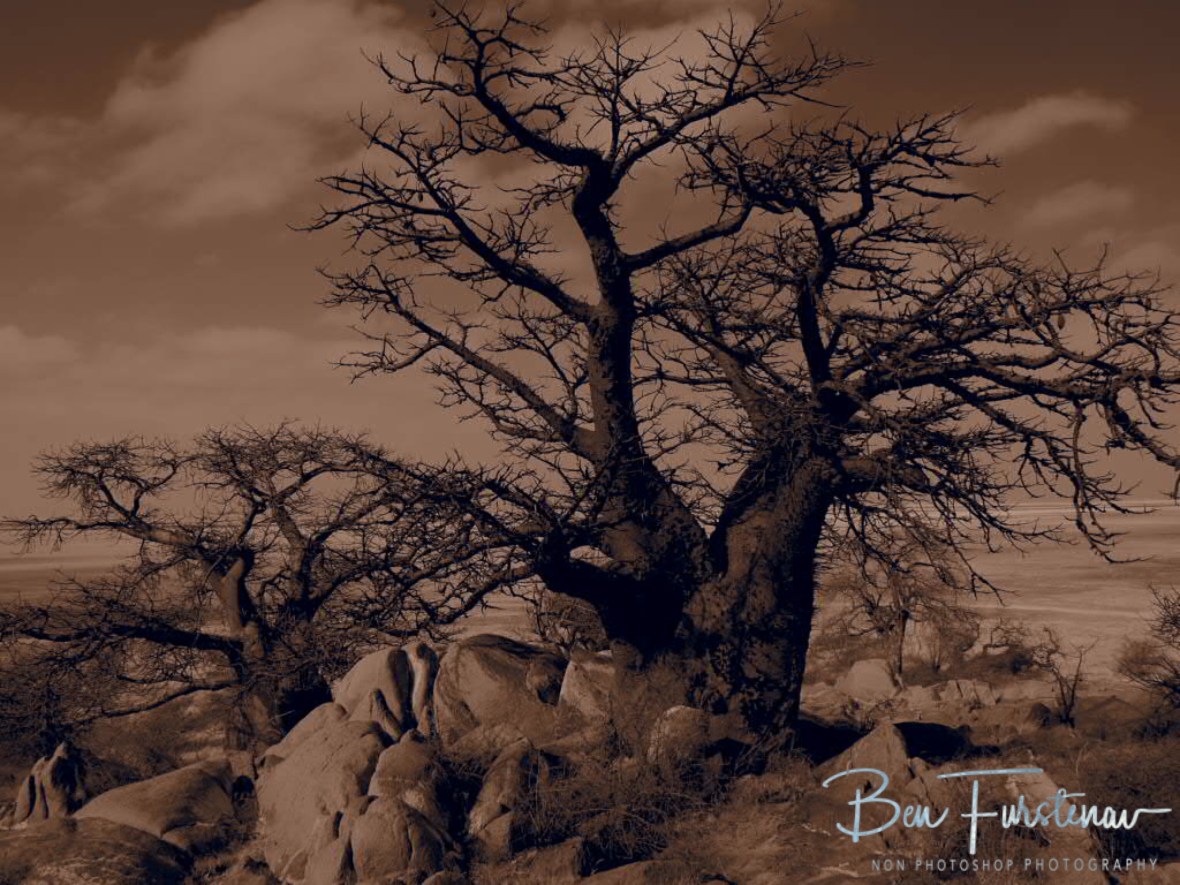 Fascinating Baobab Island to come, Kubu Island, Makgadikgadi Salt Pans, Botswana 