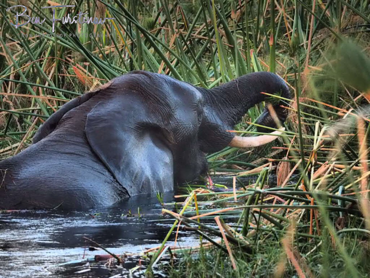 Youngsters in between reed, Moremi National Park, Botswana 