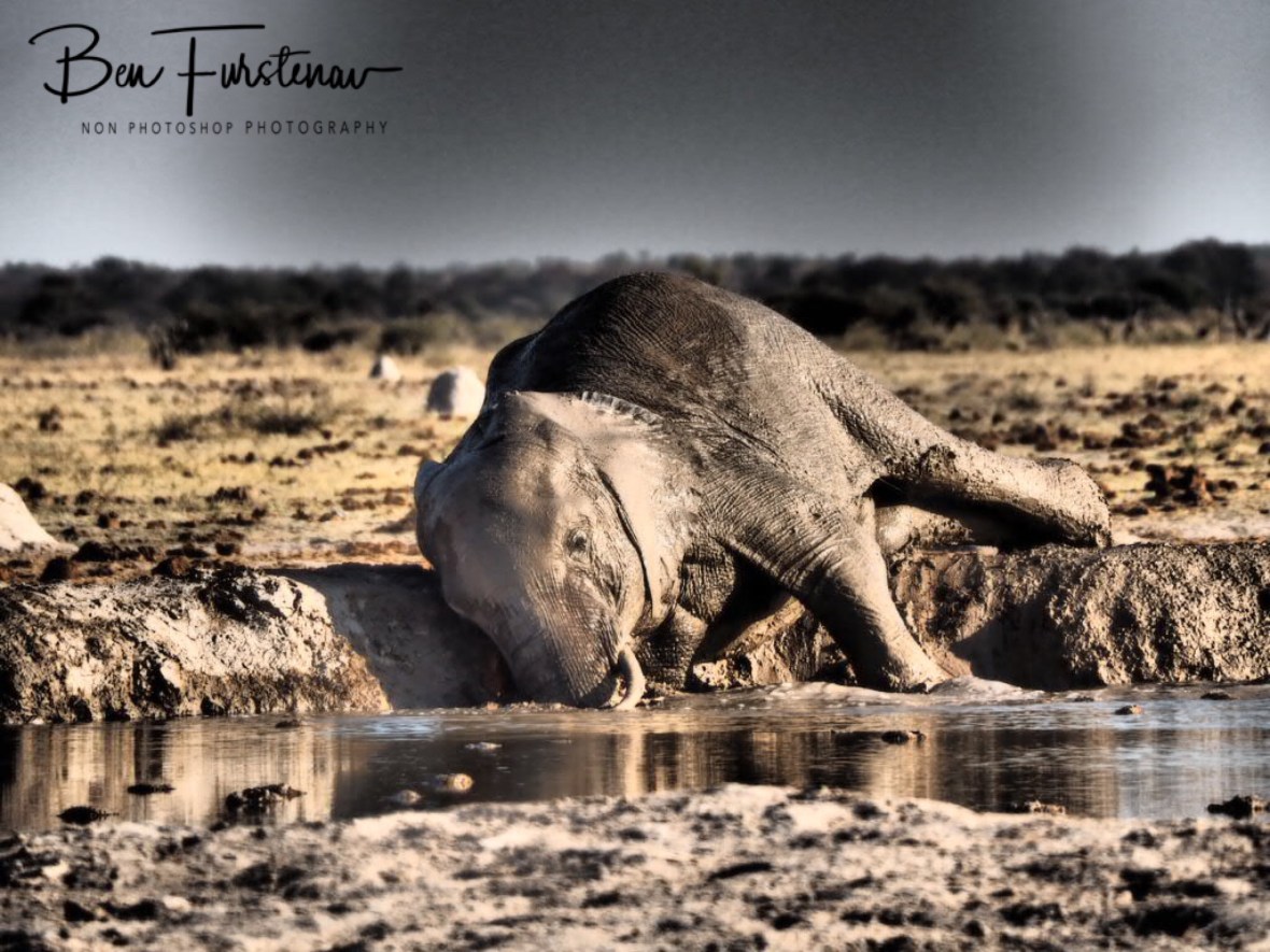 See what happens when I lay here?, Nxai National Park, Botswana