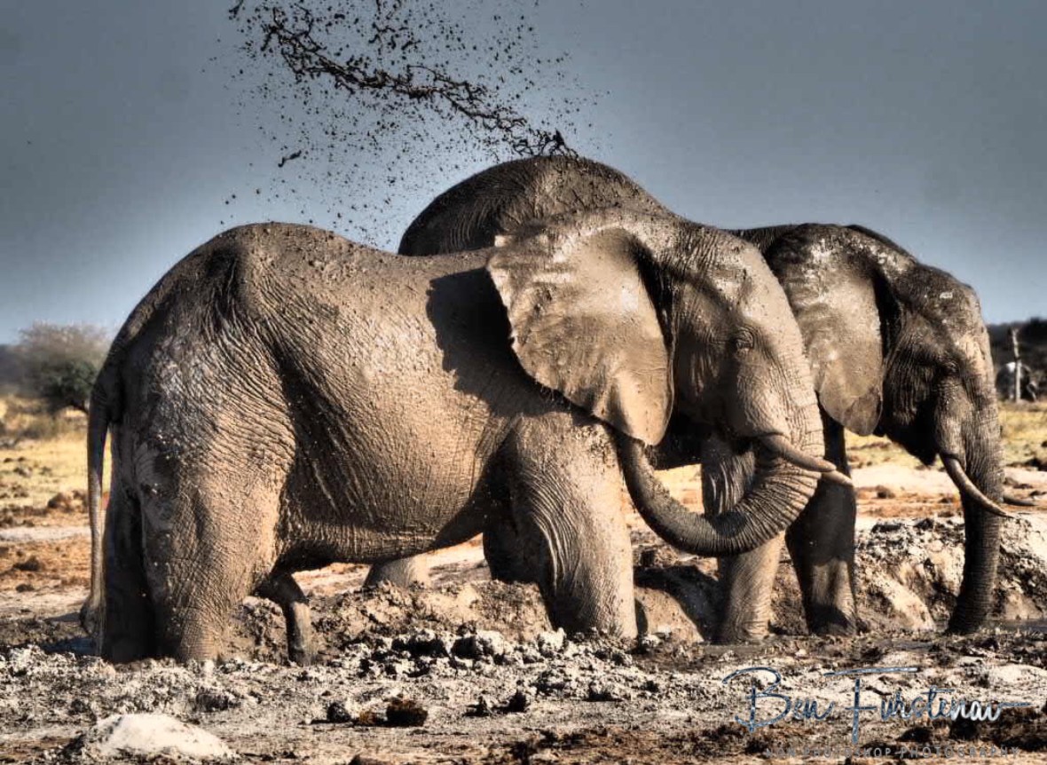 Muddy spray, Nxai National Park, Botswana