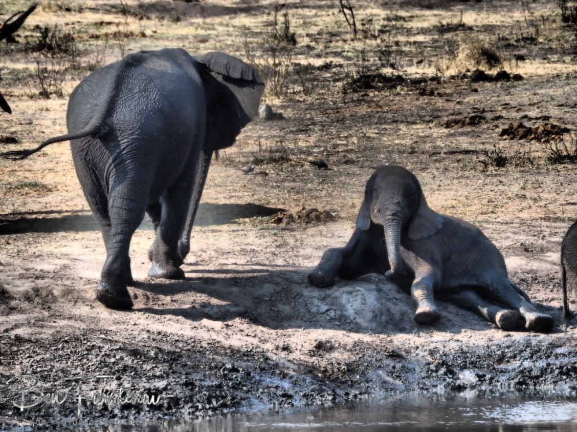 I really don’t want to get up, Khaudum National Park, Namibia