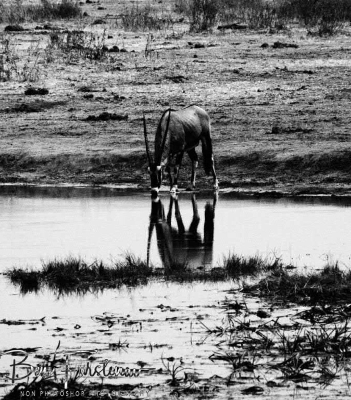 Great photo, Khaudum National Park, Namibia