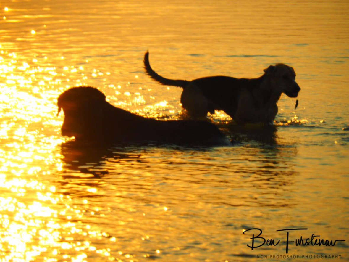 Dogs life, Katima Mulilo, Namibia 