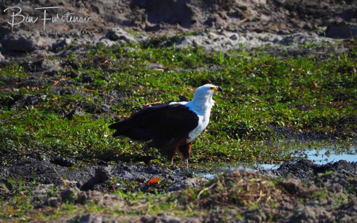 Drinking Fish Eagle, Chobe National Park, Botswana