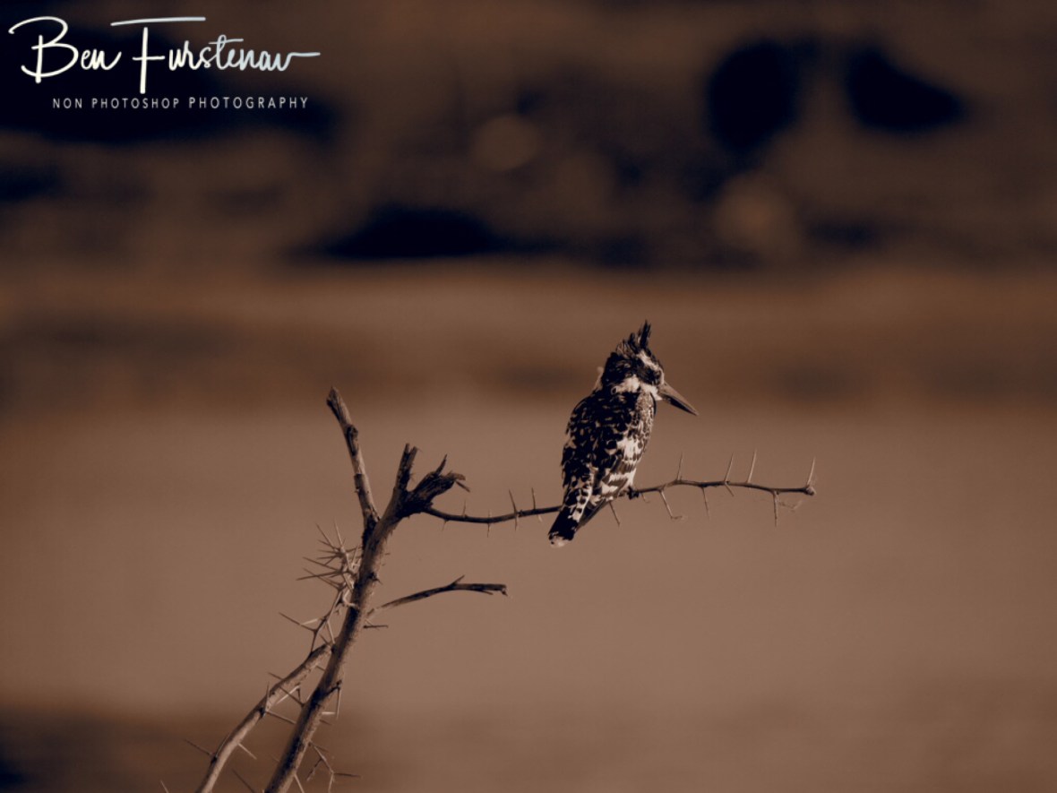 Kingfishing, Makgadikgadi National Park, Botswana