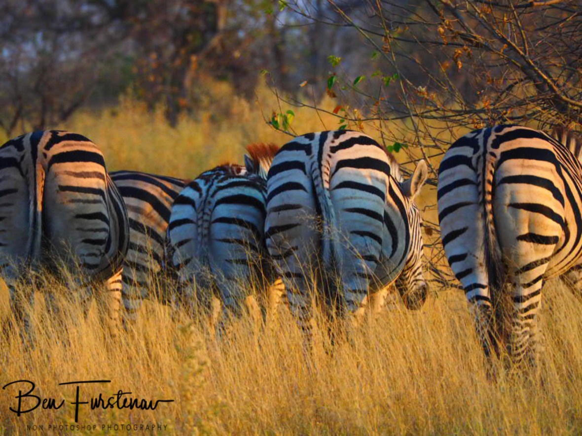 Cl(assy) lineup, Moremi National Park, Botswana