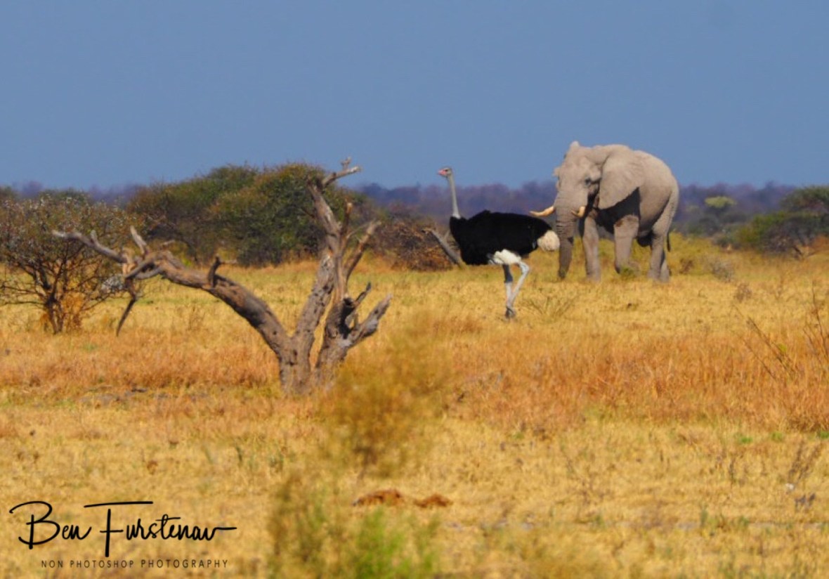 Heavy traffic on its way, Nxai National Park, Botswana