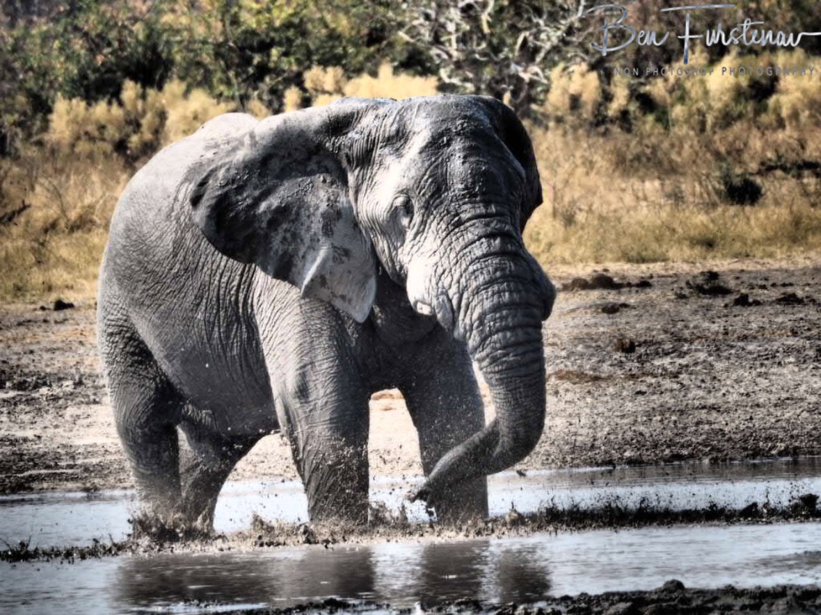 Toothache, Moremi National Park, Botswana 