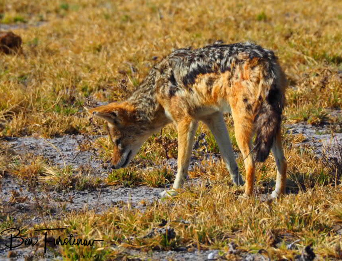 Rarely seen during the day, Nxai National Park, Botswana