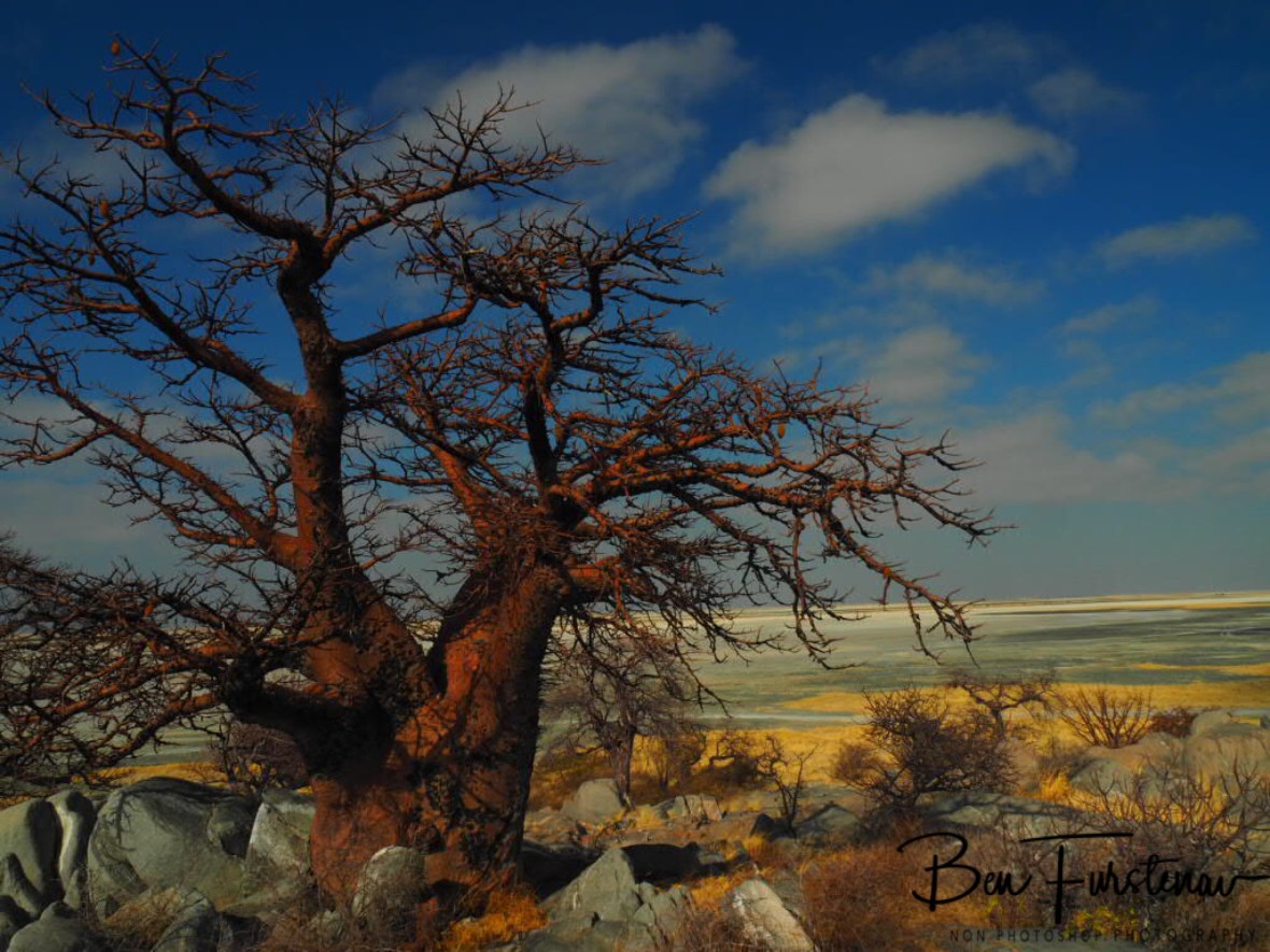 Endless view to the east, Kubu Island, Makgadikgadi Salt Pans, Botswana 