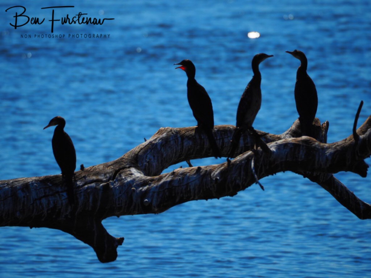 Drinking Fish Eagle, Chobe National Park, Botswana