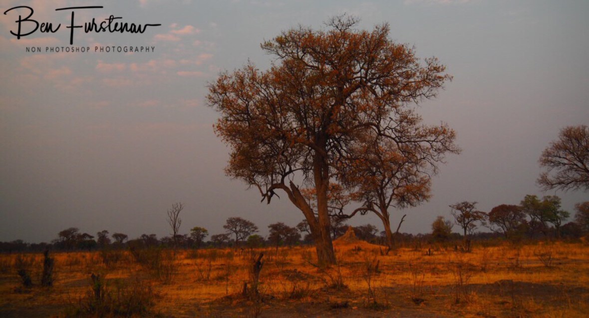 Typical landscape in Khaudum National Park, Namibia
