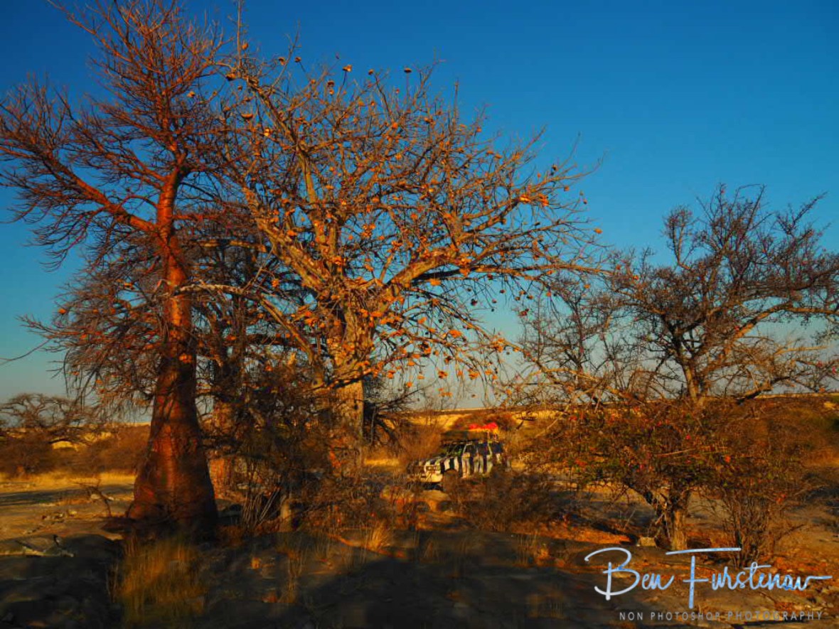 Campingsite on Kubu Island, Makgadikgadi Salt Pans, Botswana