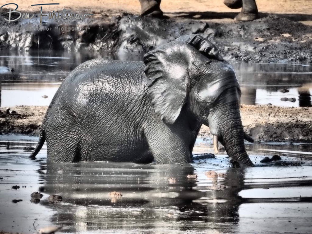 Looking in the mirror, Khaudum National Park, Namibia