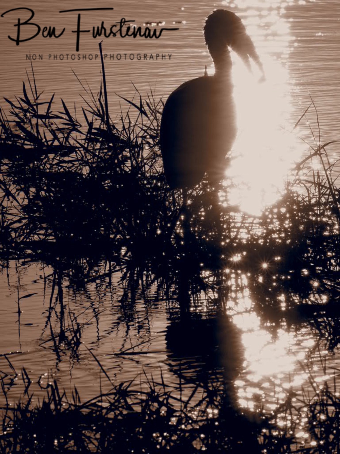 Snatching a snail, Chobe National Park, Botswana