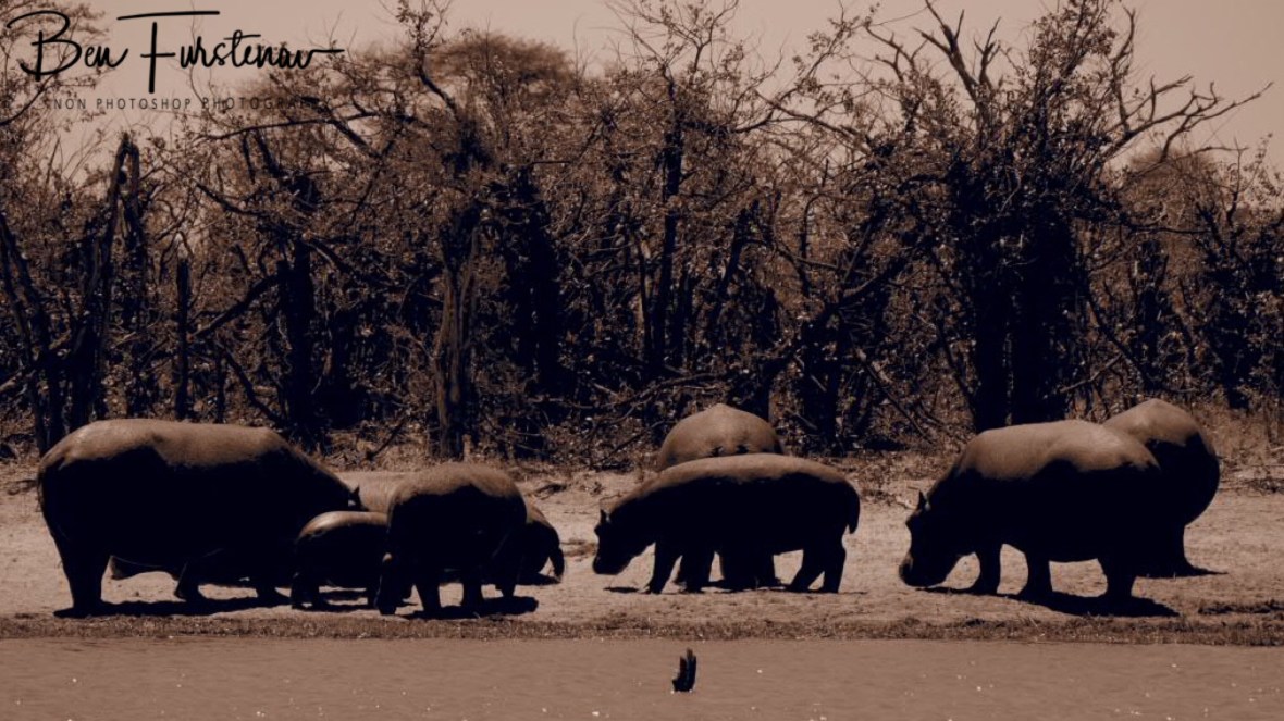 Hippos in sepia, Savuti, Chobe National Park, Botswana