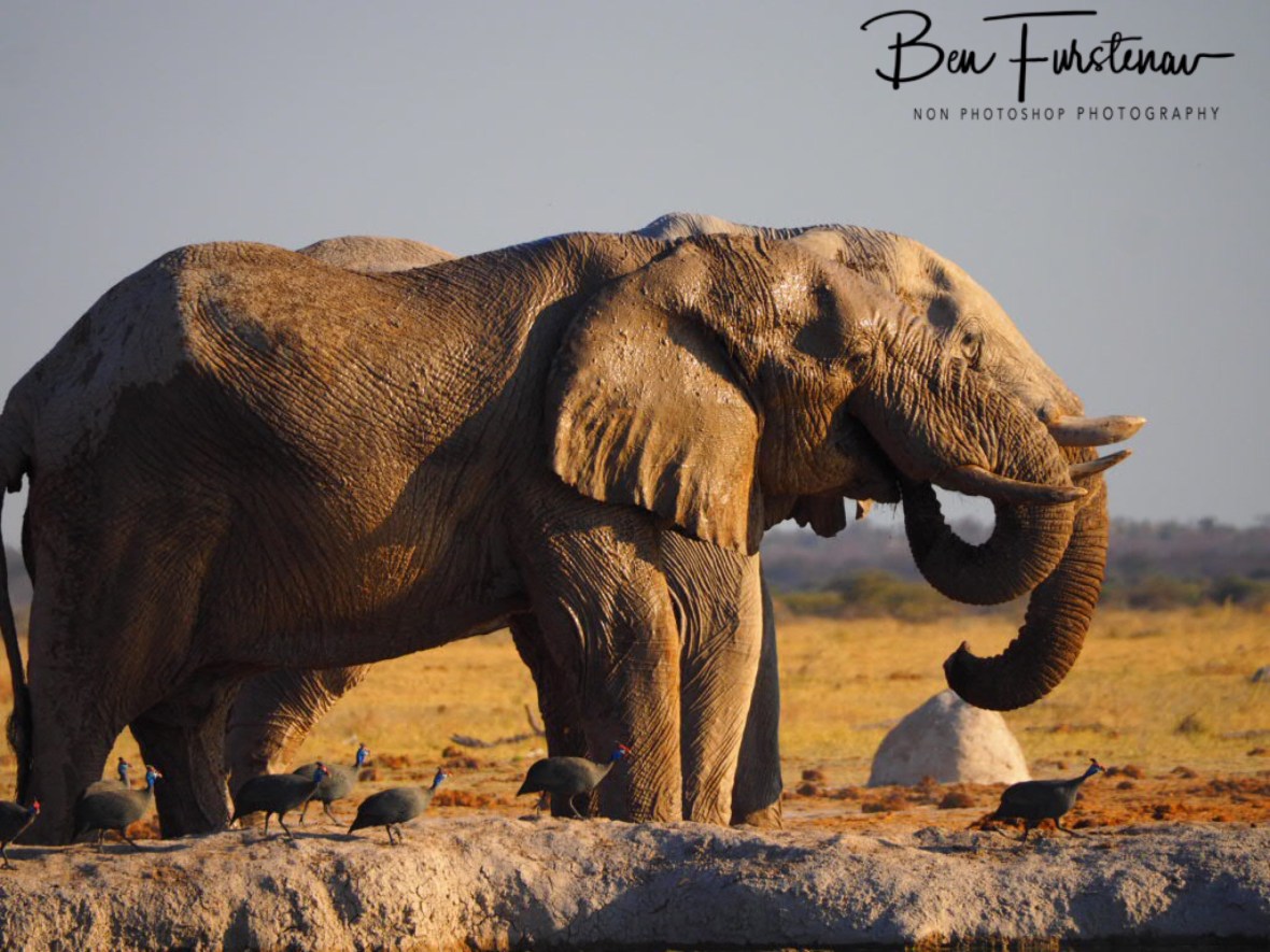Double Dutch, Nxai National Park, Botswana