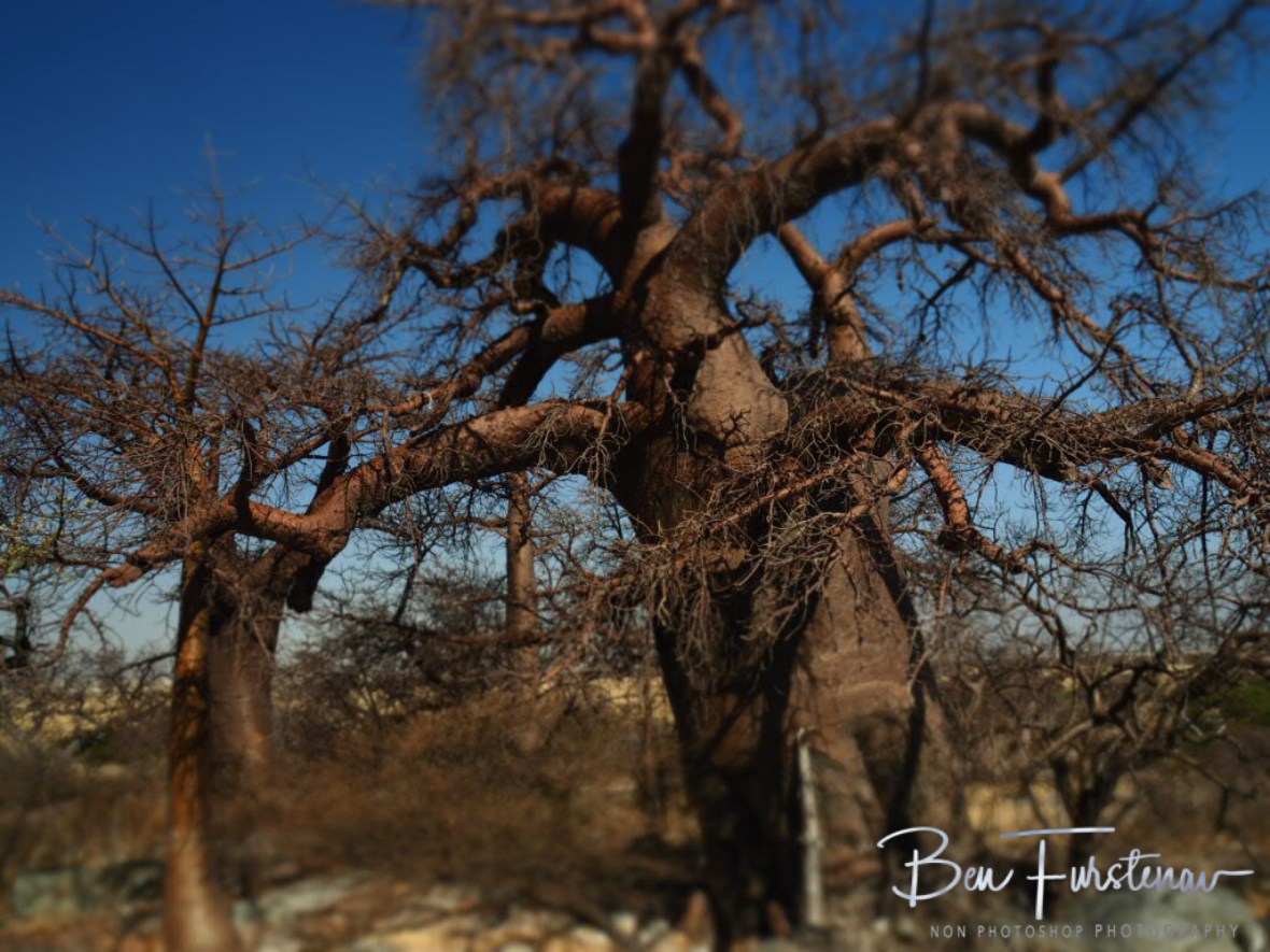 Exit from the museum is that way!, Kubu Island, Makgadikgadi Salt Pans, Botswana 