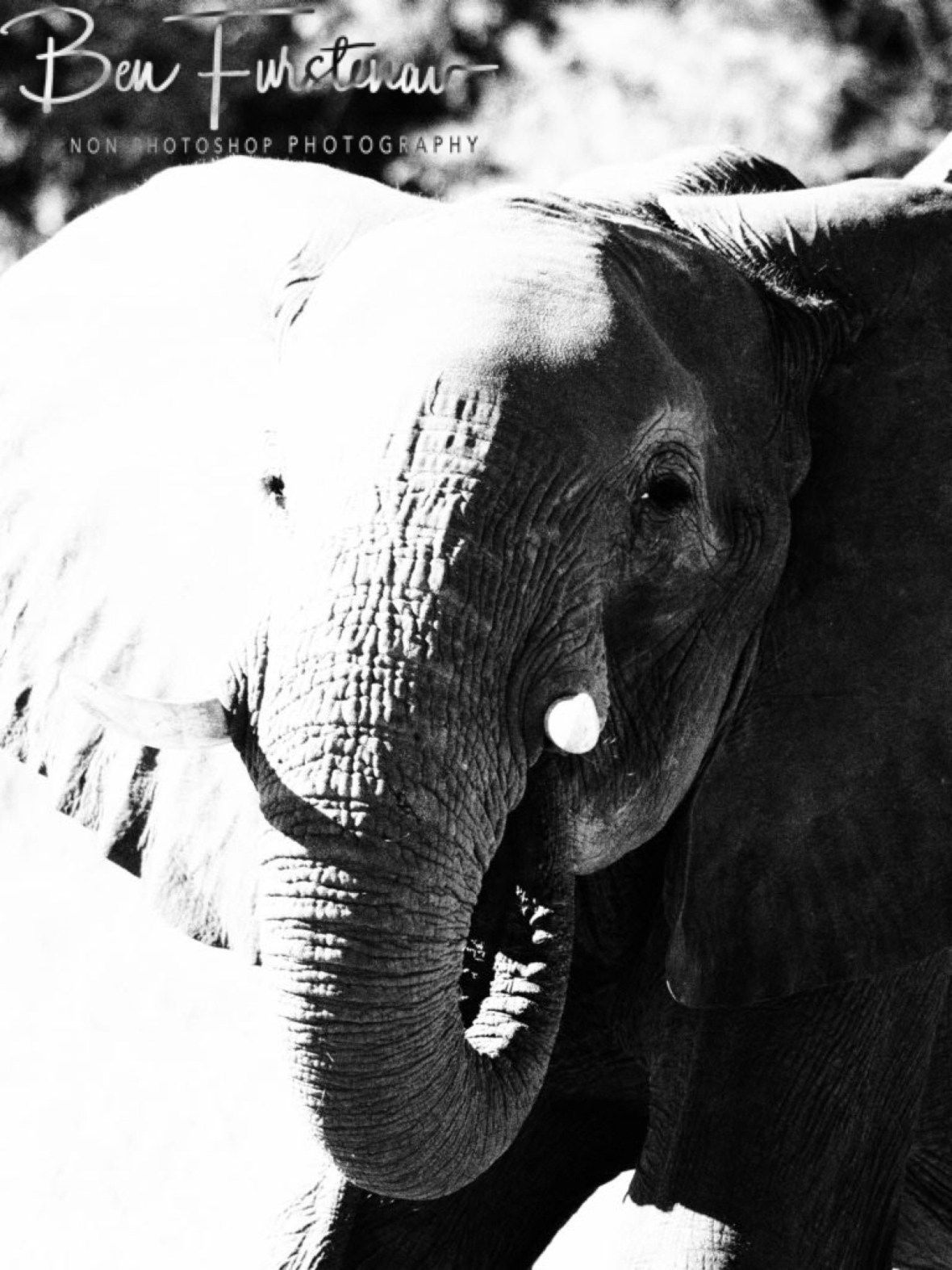 Photo from up front, Chobe National Park, Botswana 