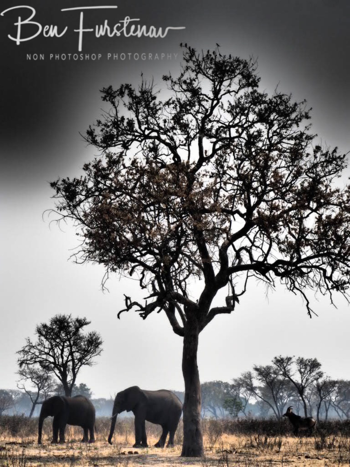 Any shade will do, Khaudum National Park, Namibia