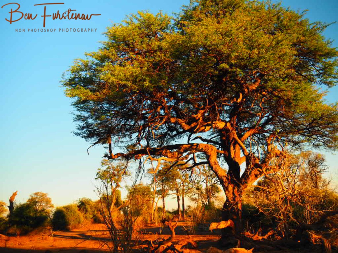 Fantasy land, Chobe National Park, Botswana