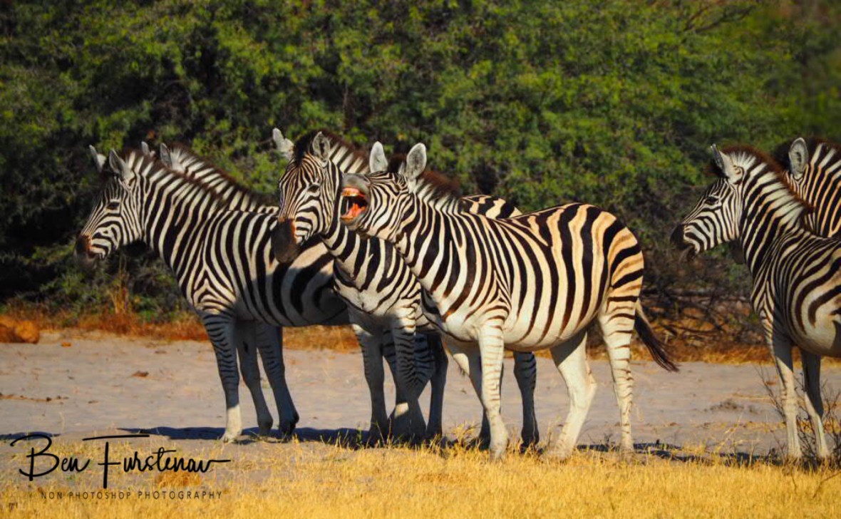 For crying out loud, Makgadikgadi National Park, Botswana
