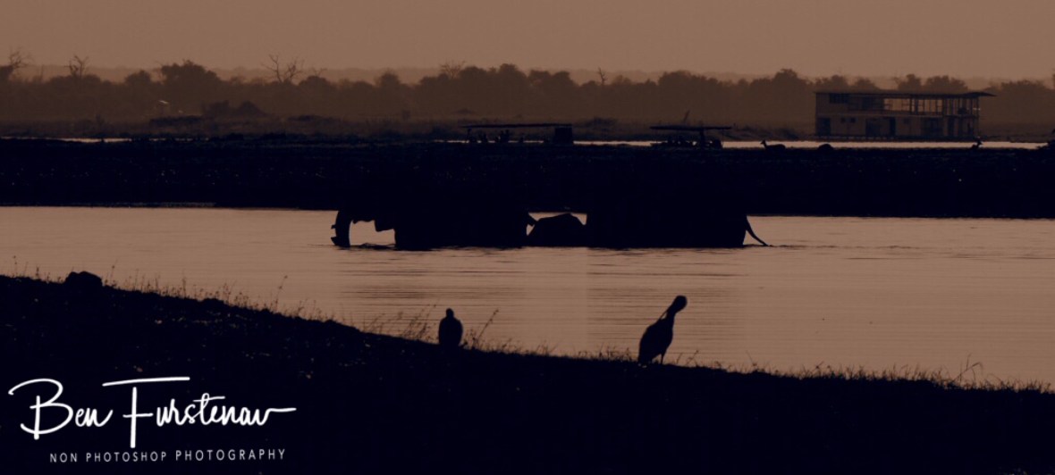Elephant crossing, Chobe National Park, Botswana