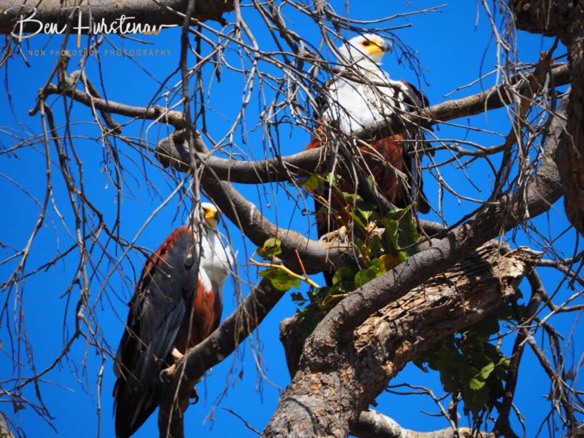 A nisting pair?, Chobe National Park, Botswana