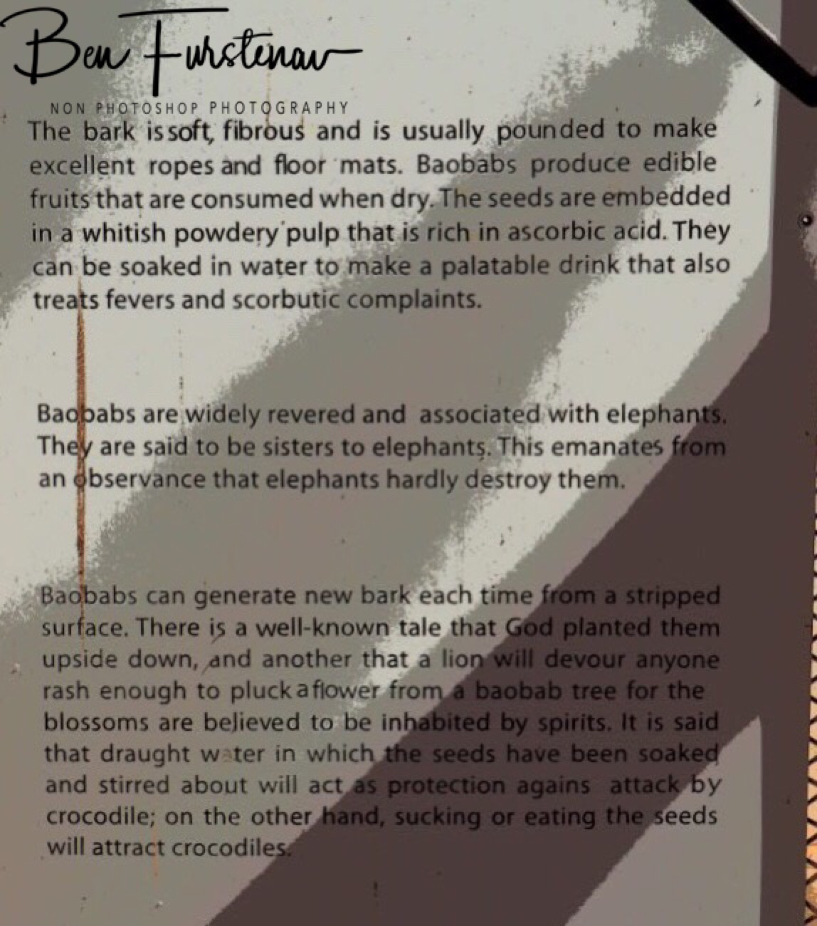 Baobab description at the police station, Kasane, Botswana 