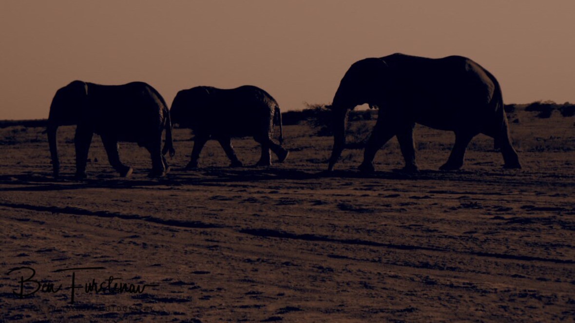 Elephant crossing in sepia, Nxai National Park, Botswana