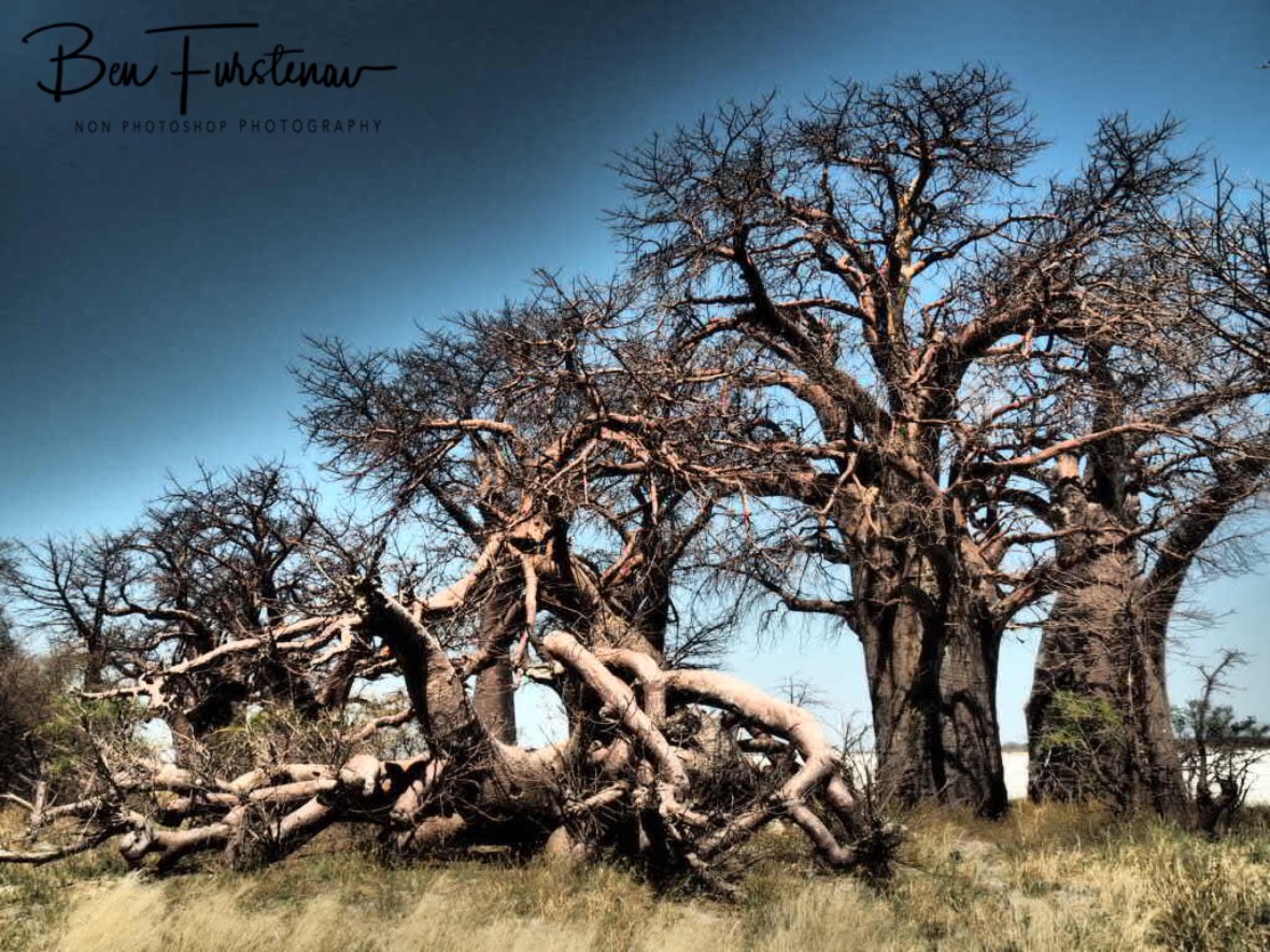 Baines Baobabs, Makgadikgadi Salt Pans, Botswana