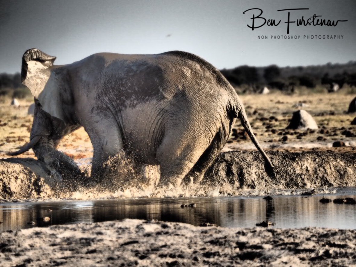Throwing a tantrum, Makgadikgadi National Park, Botswana