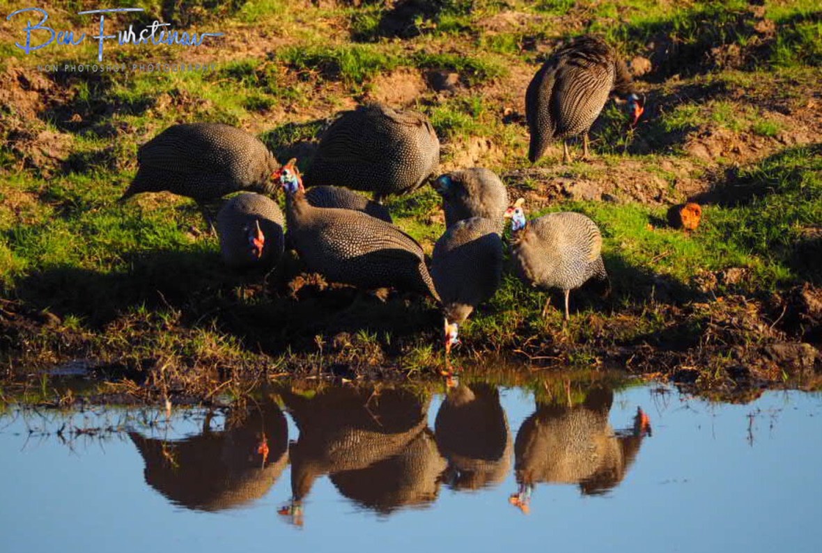 Guinea Fowl mirror, Chobe National Park, Botswana 