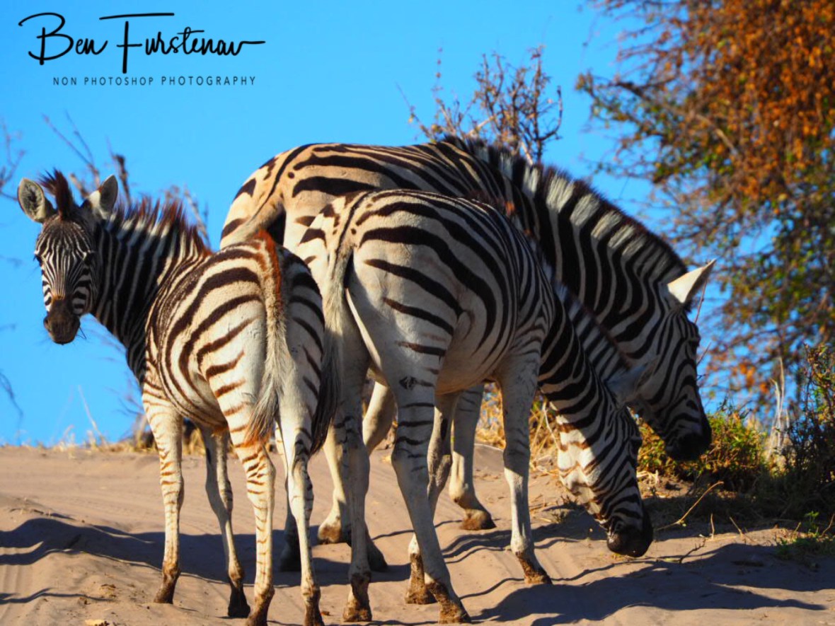 Confused looks, Makgadikgadi National Park, Botswana