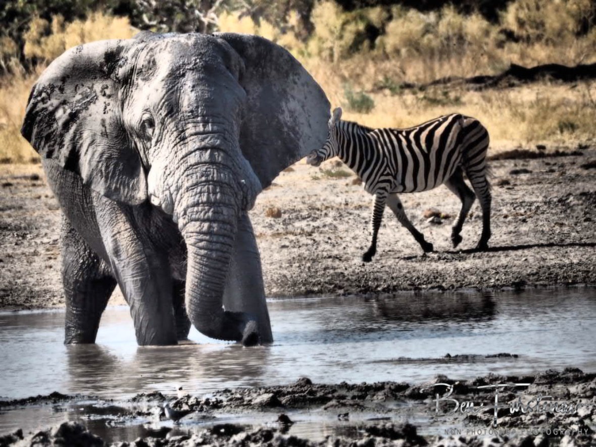 Did he loose his rank?, Moremi National Park, Botswana 