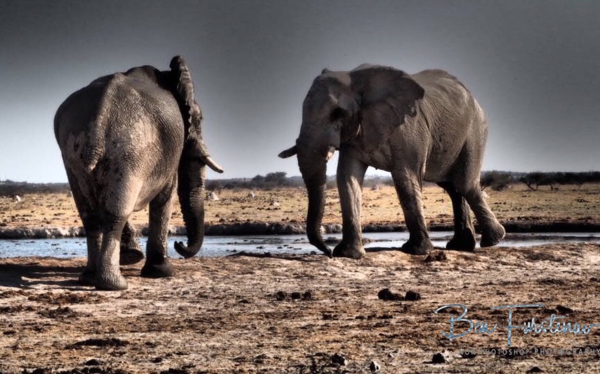 Dominance ritual, Nxai National Park, Botswana