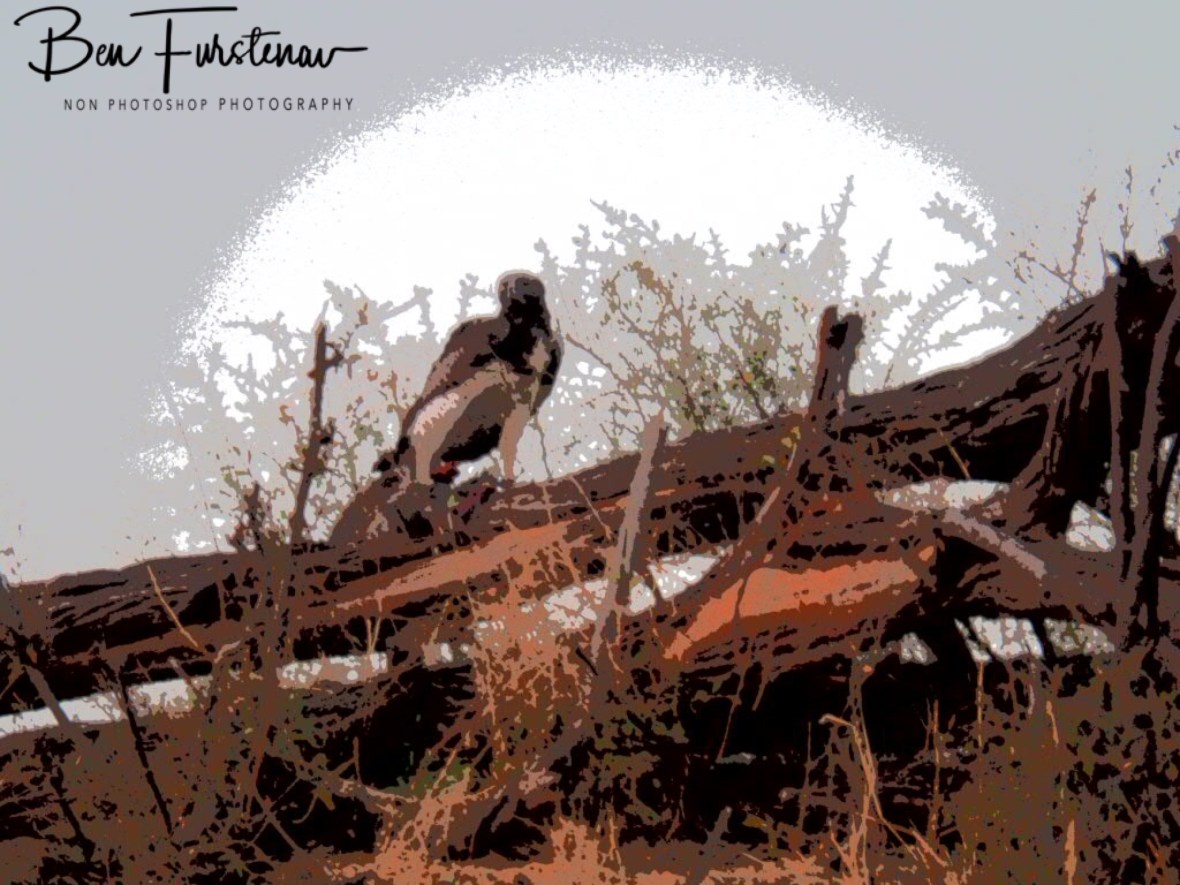 Prey overload, Makgadikgadi National Park, Botswana
