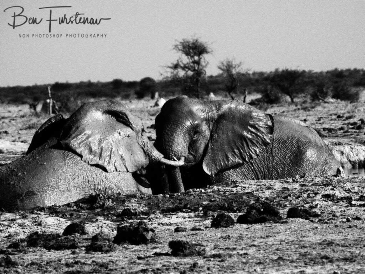 Muscle tussle, Nxai National Park, Botswana