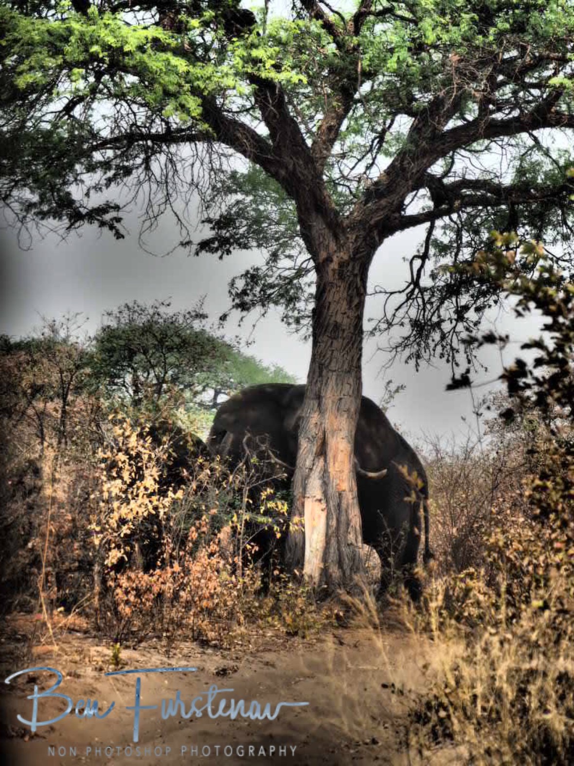 Virtual elephant roadblock, Khaudum National Park, Namibia