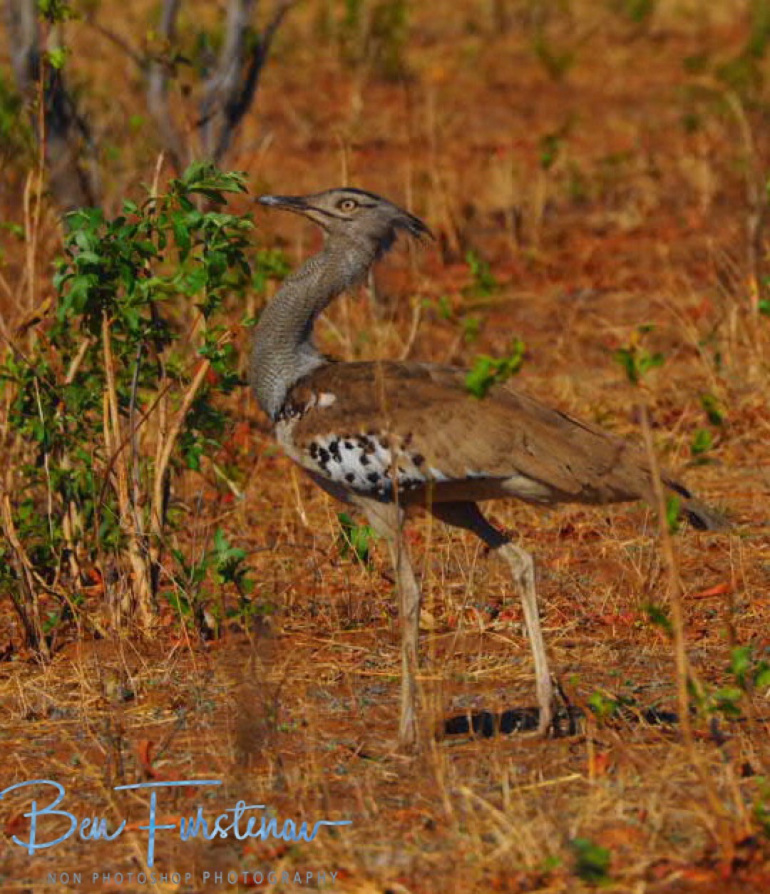 Kori Bustard in high grass, Chobe National Park, Botswana 