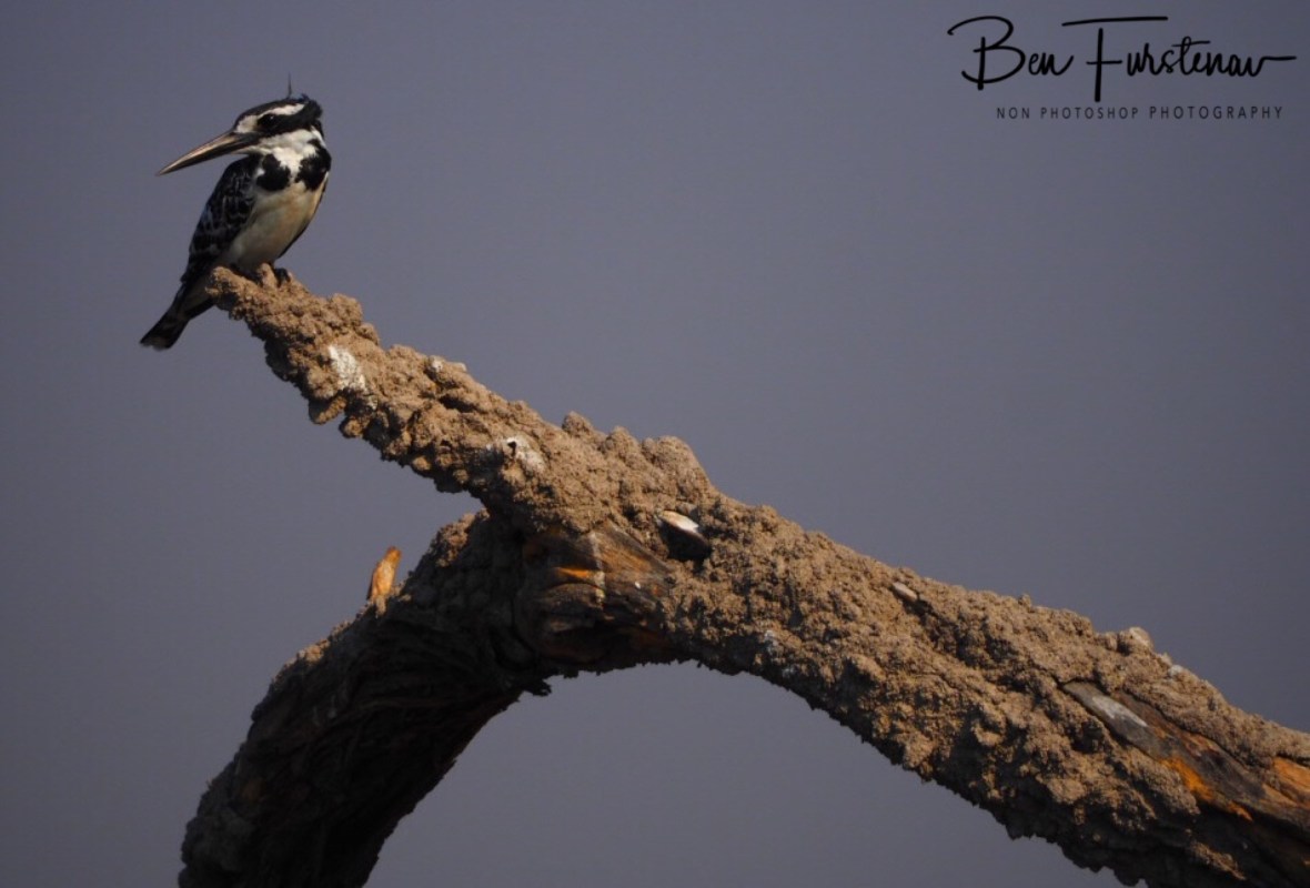Was there a splash? , Mudumu National Park, Namibia 