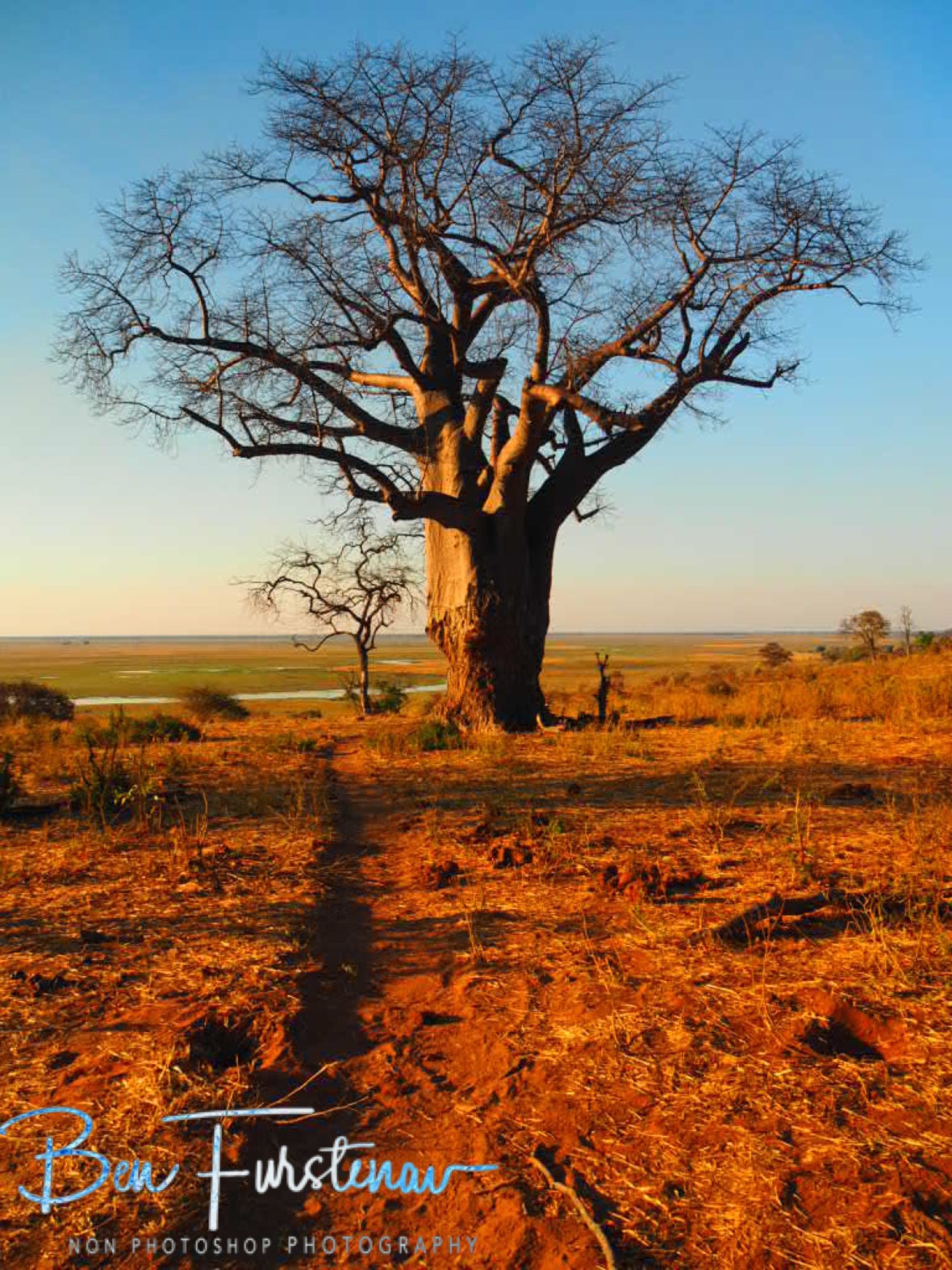 Plenty off elephant evidence around a Baobab tree, Okavango Delta, Botswana