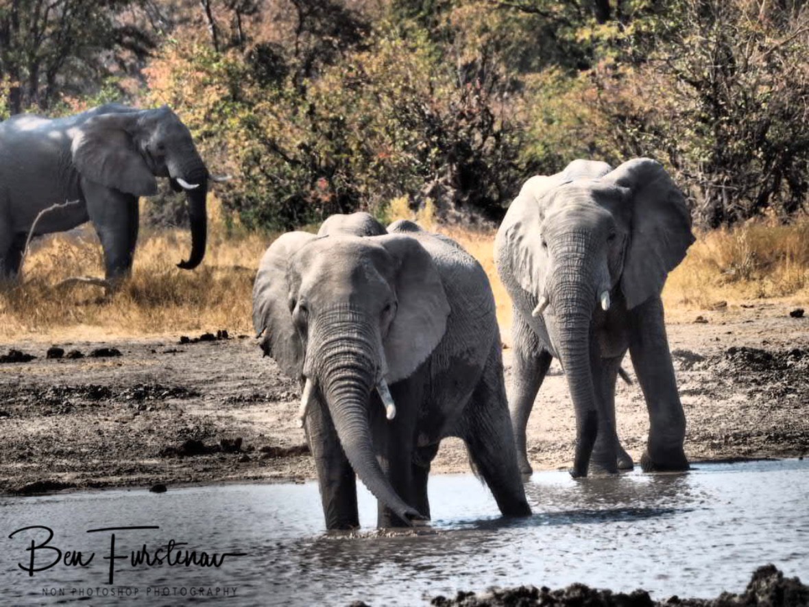 Full off energy, Moremi National Park, Botswana 