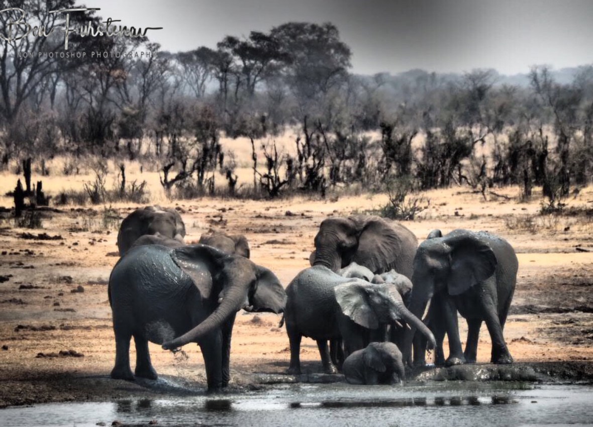 Cooling off, Khaudum National Park, Namibia