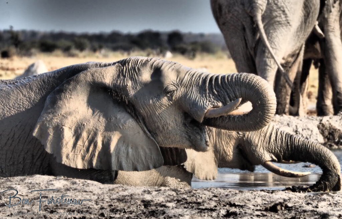 Drink up, Nxai National Park, Botswana