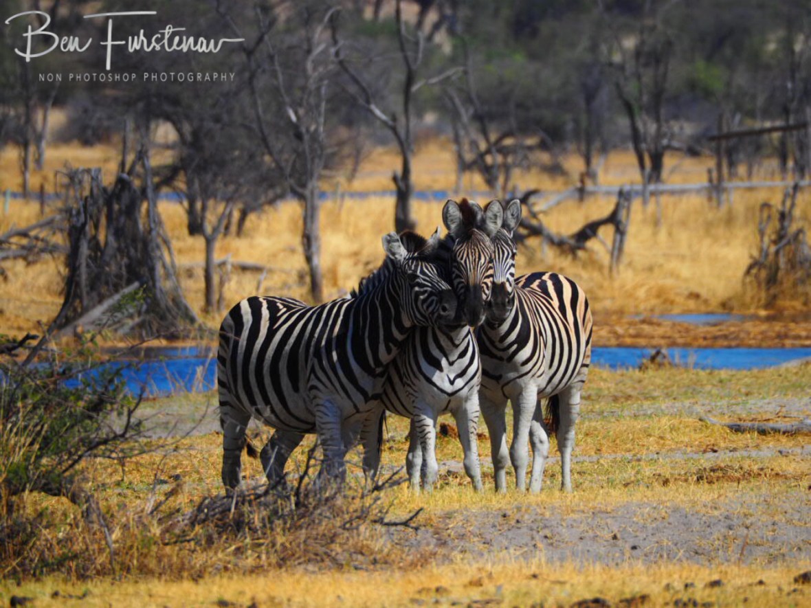 Shame I wasn’t any closer, Makgadikgadi National Park, Botswana