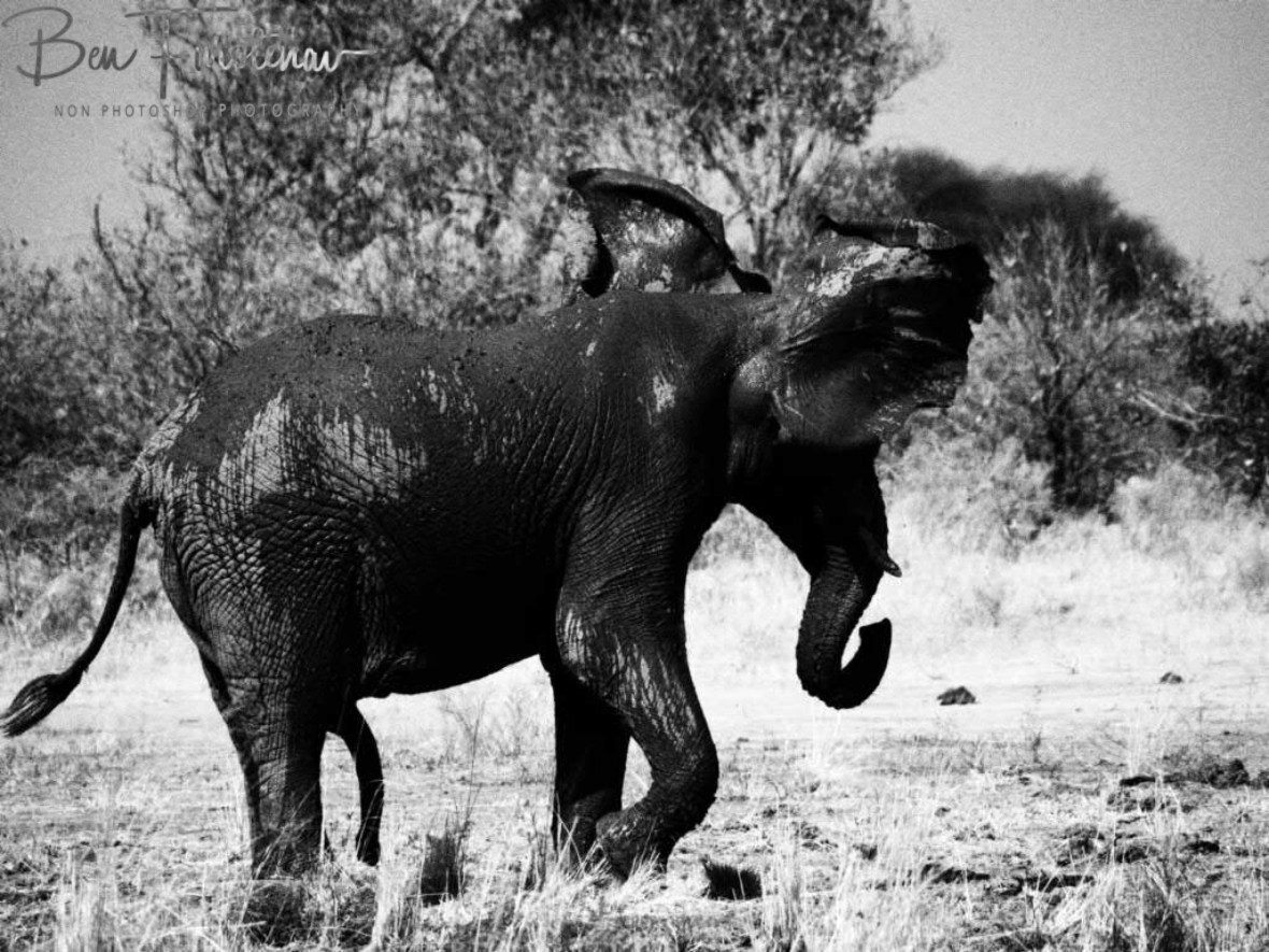 Full body shake, Moremi National Park, Botswana