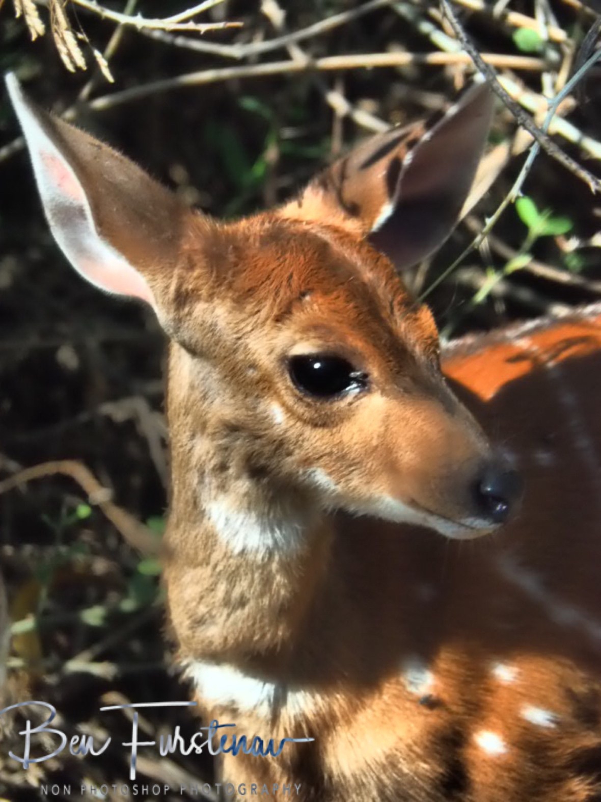 Bushbuck fowl at Campground, Kasane, Botswana