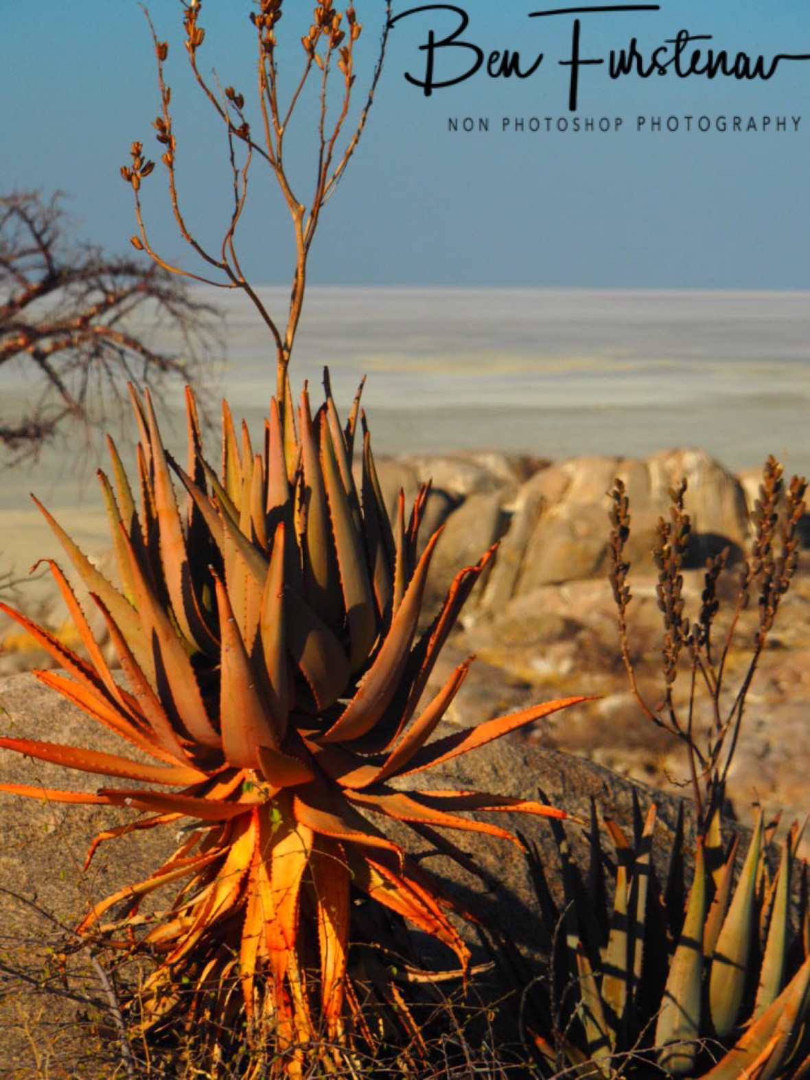 Alora vera?, Kubu Island, Makgadikgadi Salt Pans, Botswana 